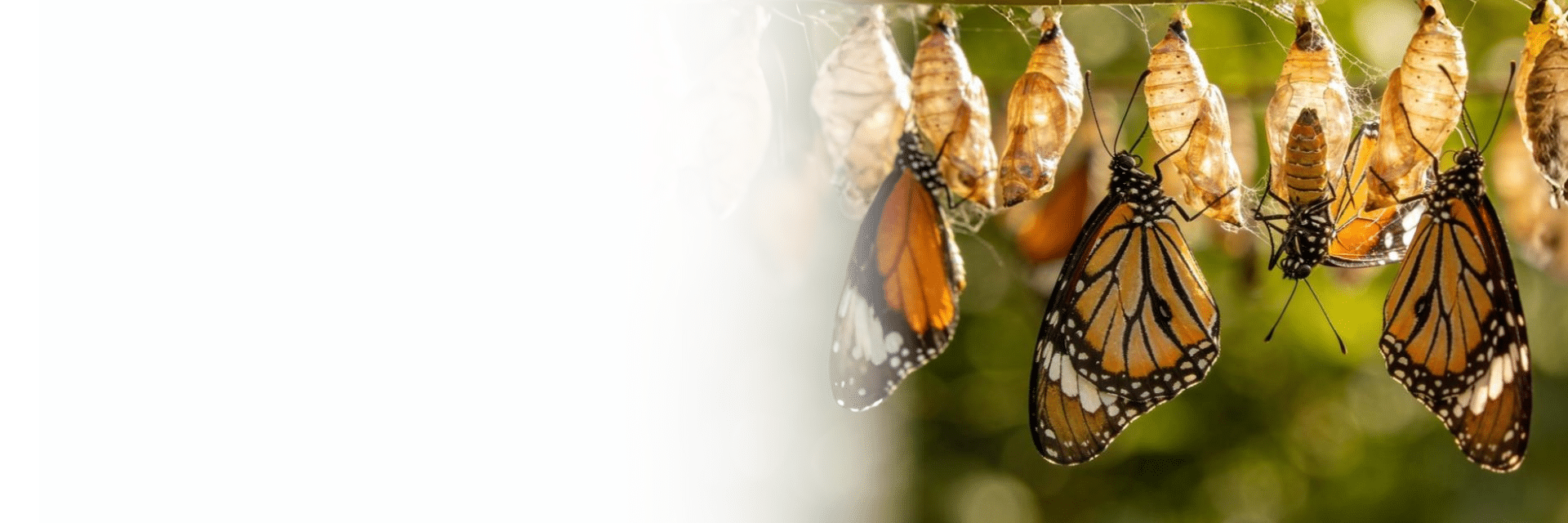 Silvia Blankestijn Silvia Blankestijn