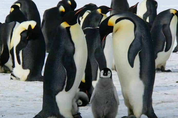 Penguins